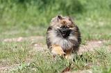 SPITZ ALLEMAND 273